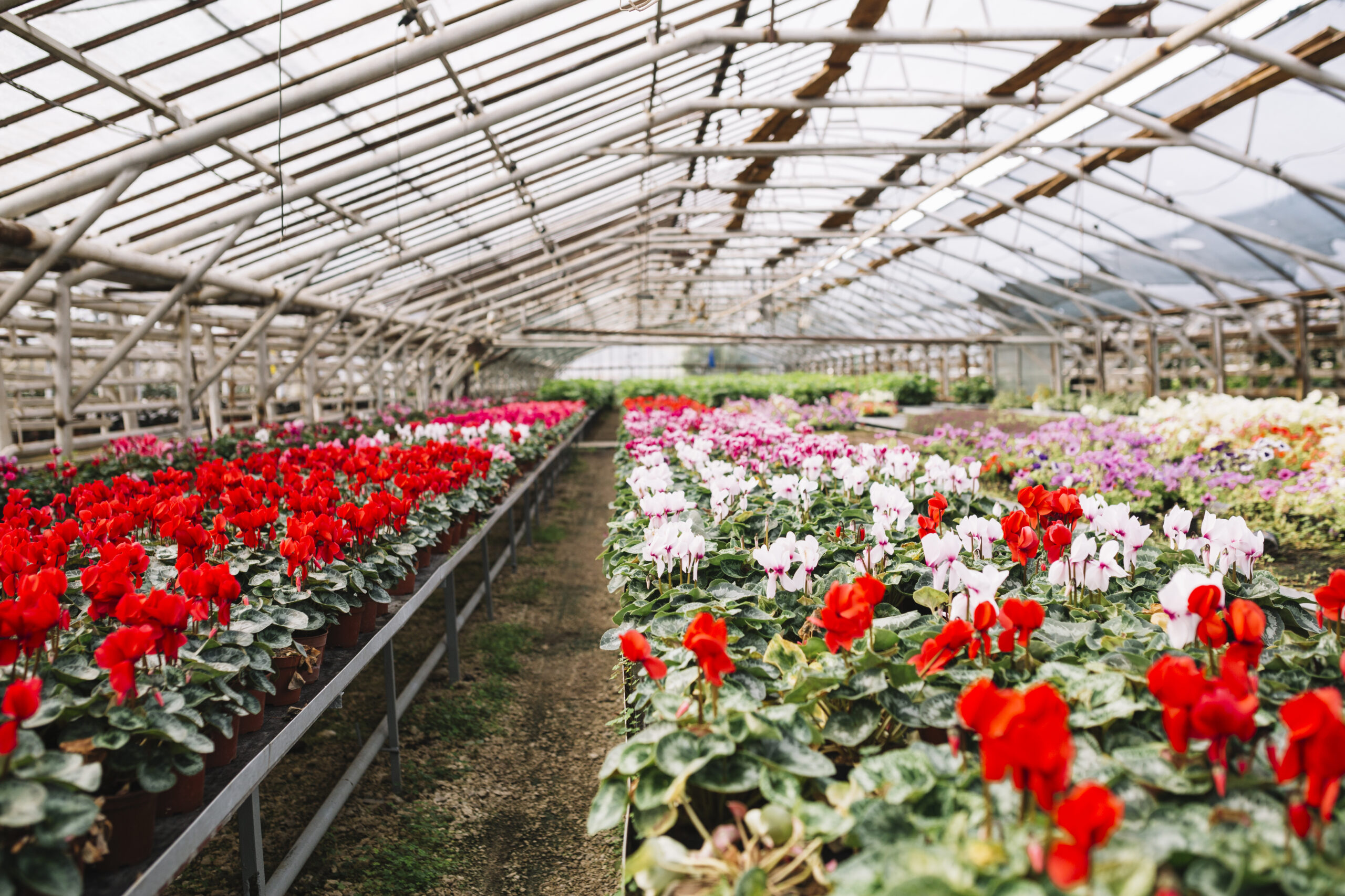  A Importância da Climatização Evaporativa na Produção de Flores: Um Olhar Técnico Agronômico